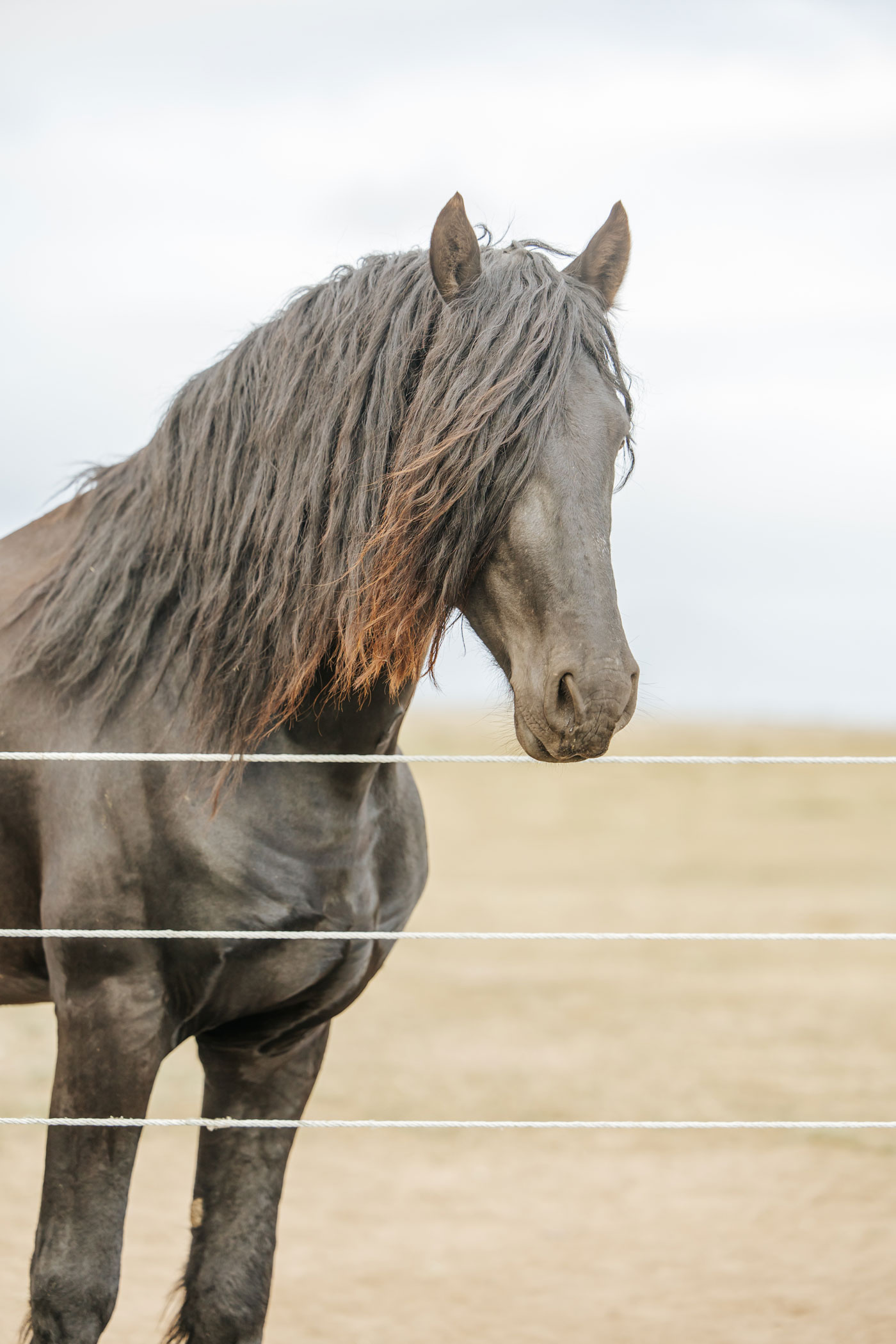 Canterburg-Stables-Contact-2